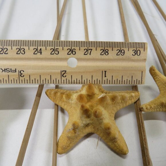 REAL seashells on wooden picks for flower arrangements 10-12" long - Picture 6 of 8